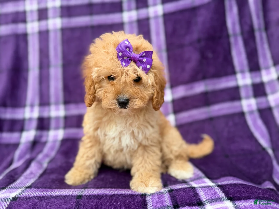Cavapoo dogs for sale: Ayla - Ad 2