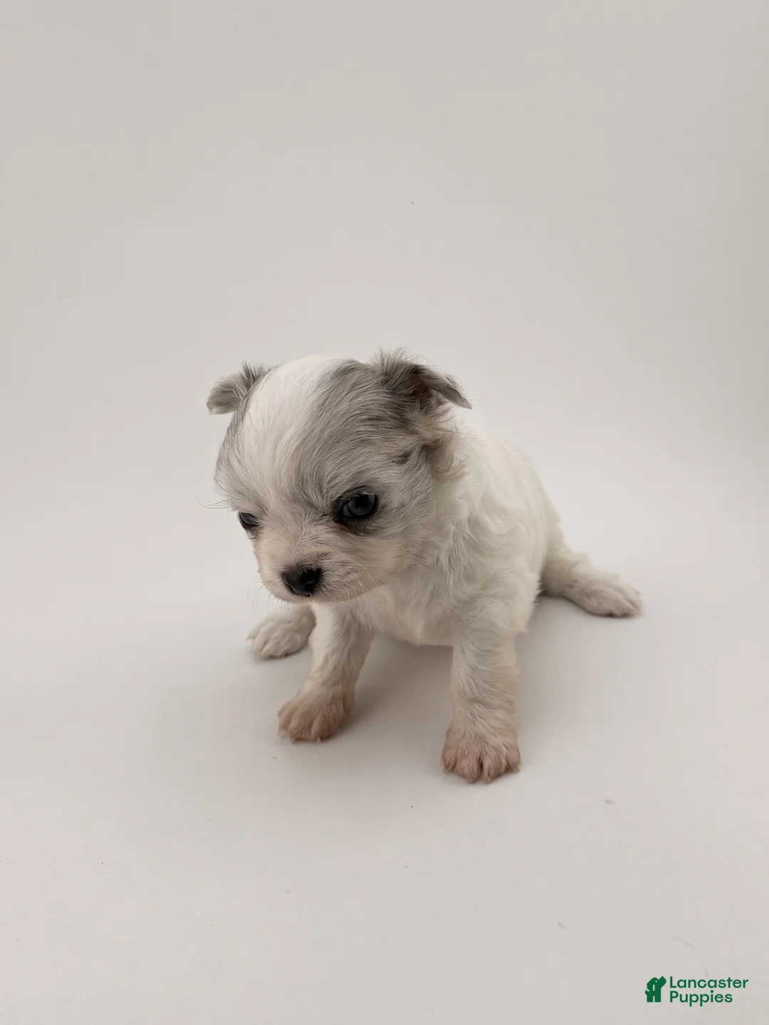Chihuahua dogs for sale: Chihuahua 4 - Ad 2