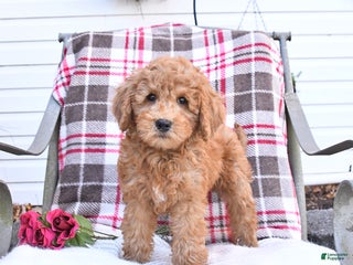 Goldendoodle dogs - Ad 13