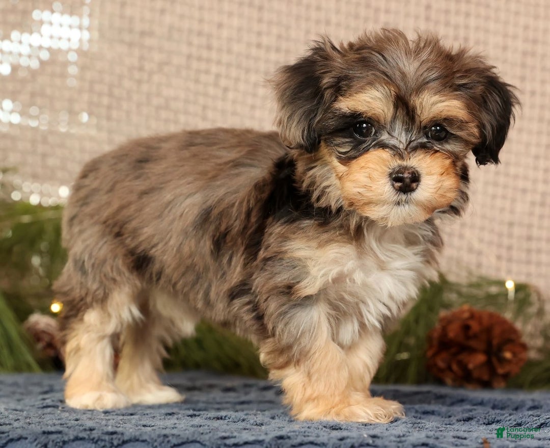 Havapoo dogs for sale: Paisley - Ad 4