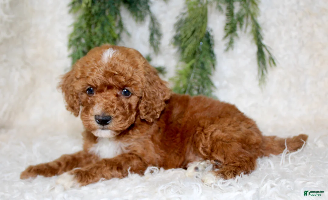 Miniature Poodle dogs for sale: Miniature Poodle 5 - Ad 4