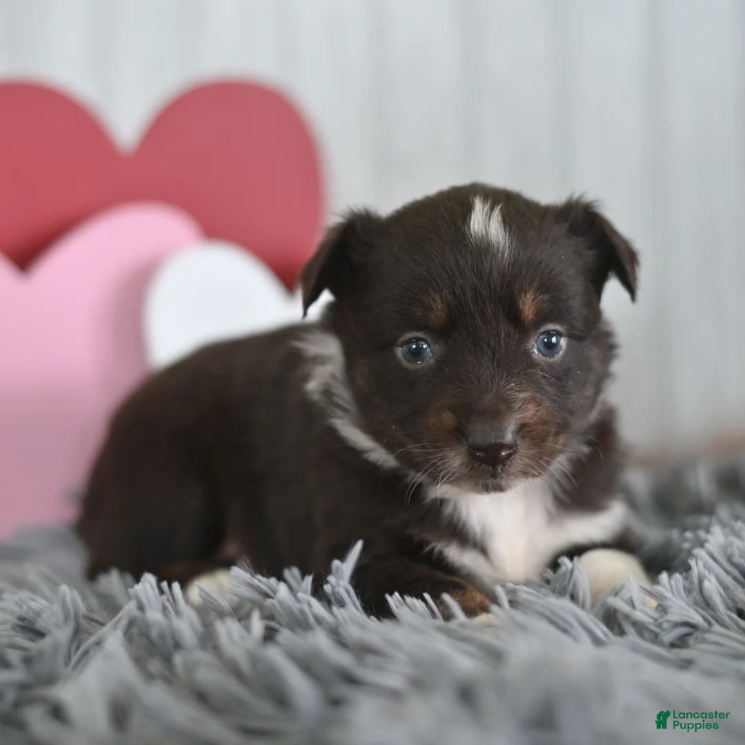 Miniature Australian Shepherd dogs for sale: Crystal  - Ad 1