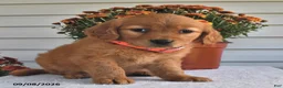 Golden Retriever dogs for sale: Blossom - Ad 2