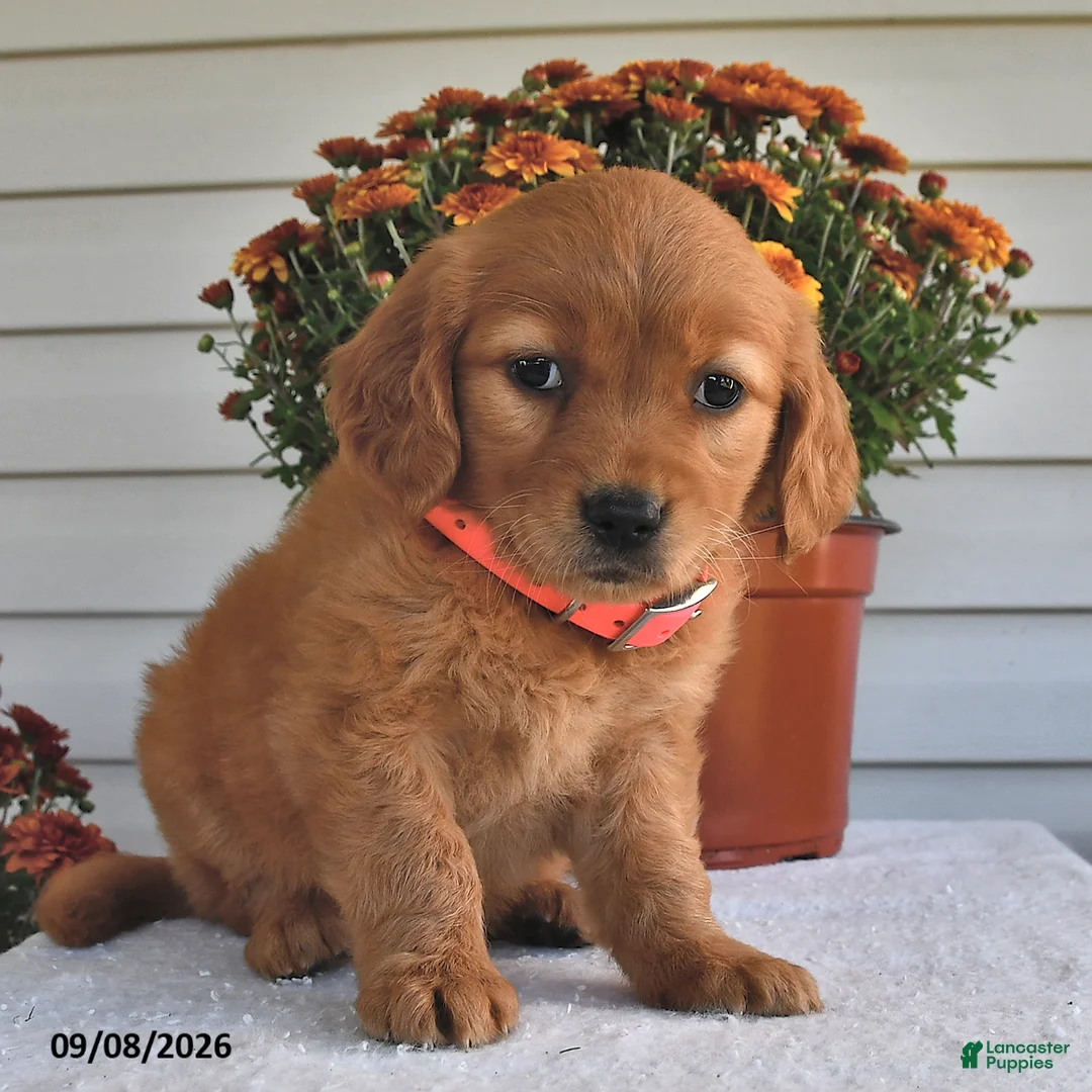 Golden Retriever dogs for sale: Blossom - Ad 2