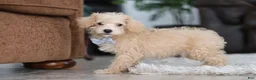Schnoodle dogs for sale: Bruno - Ad 7