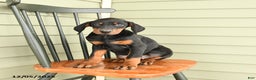 Doberman Pinscher dogs for sale: Hannah - Ad 2