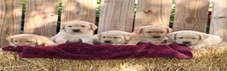 Labrador Retriever dogs for sale: Rory  - Ad 5