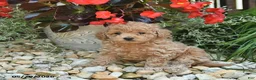 Toy Poodle dogs for sale: Jelly Bean - Ad 1