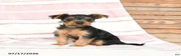 Yorkshire Terrier dogs for sale: Quincy - Ad 4