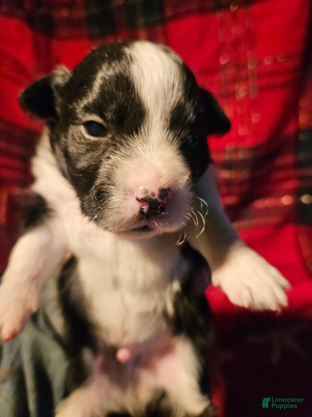 Chihuahua dogs for sale: Freddie - Ad 2