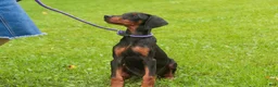 Doberman Pinscher dogs for sale: Elowen - Ad 8