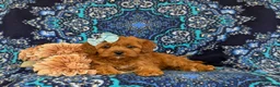 Shihpoo dogs for sale: Adeline - Ad 5