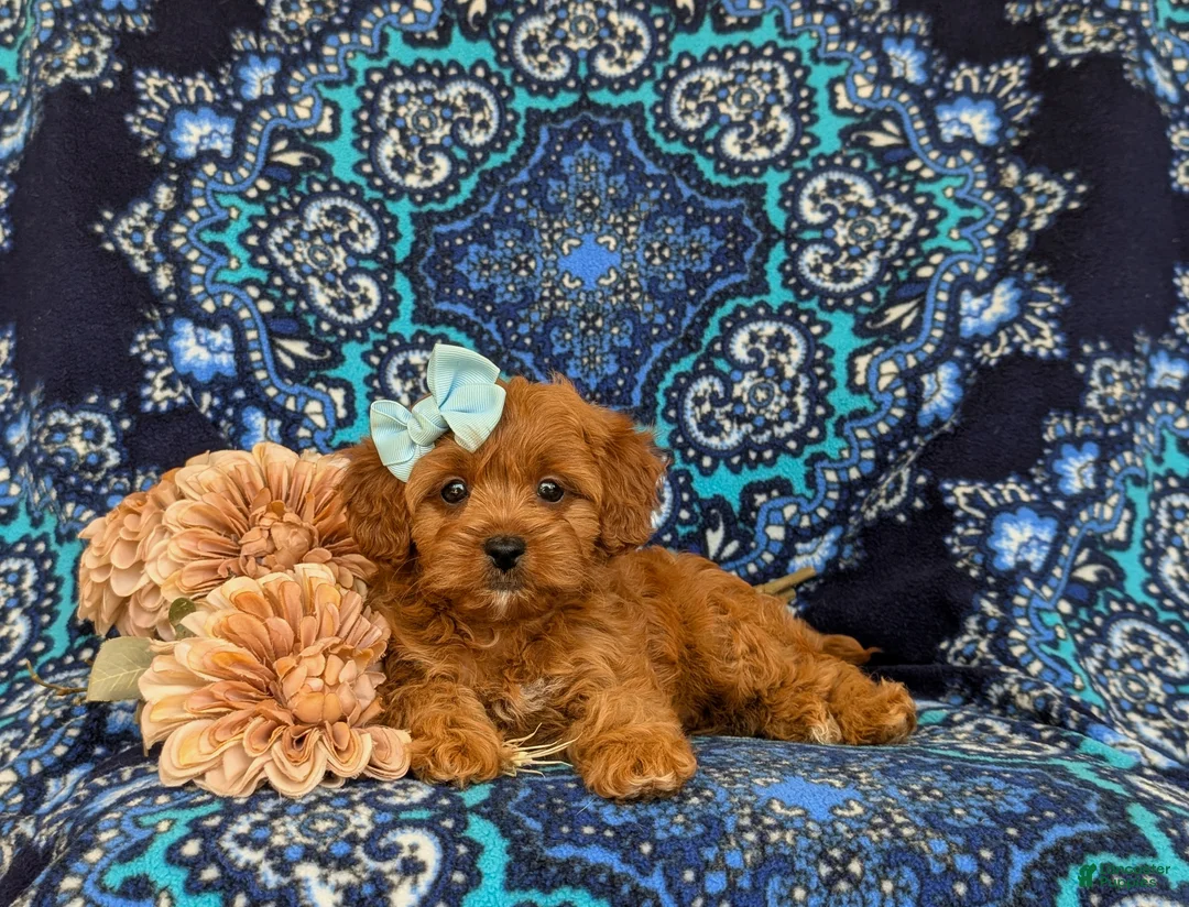 Shihpoo dogs for sale: Adeline - Ad 5