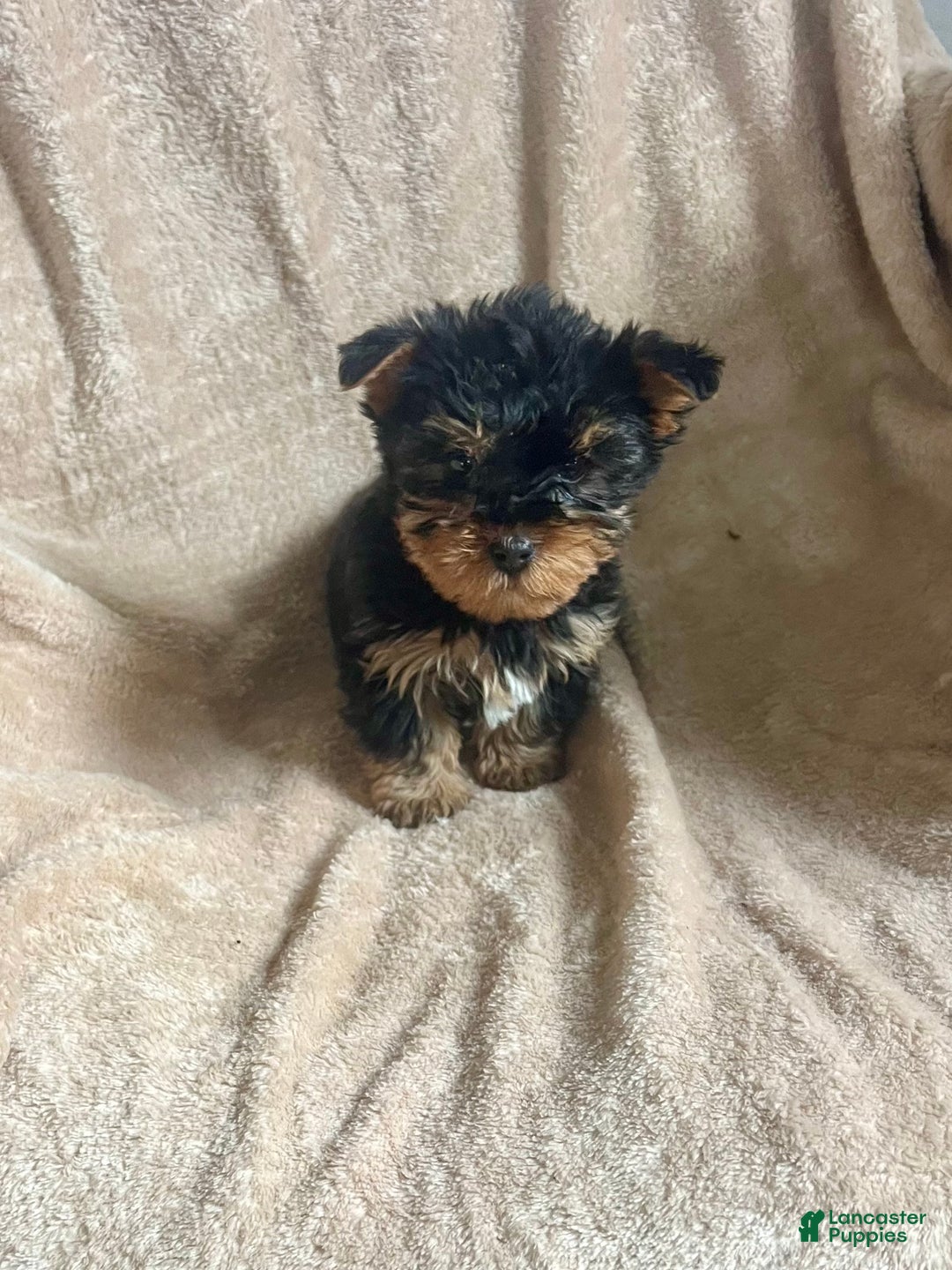 Yorkshire Terrier dogs for sale: MJ - Ad 2