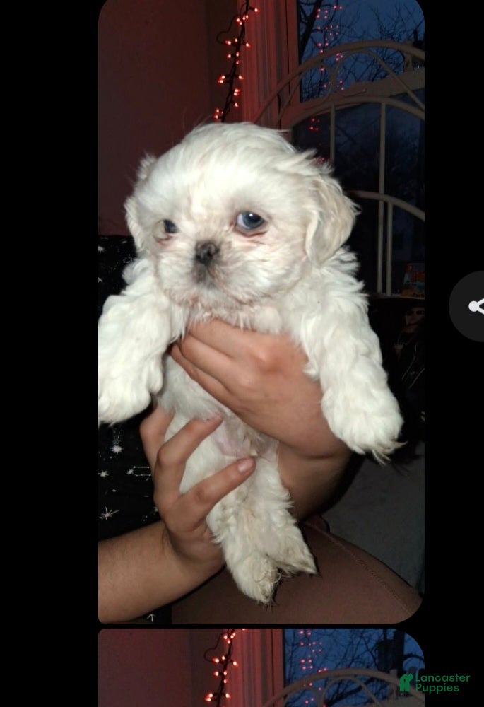 Shih Tzu dogs Shih Tzu Puppy 1 - Ad 9