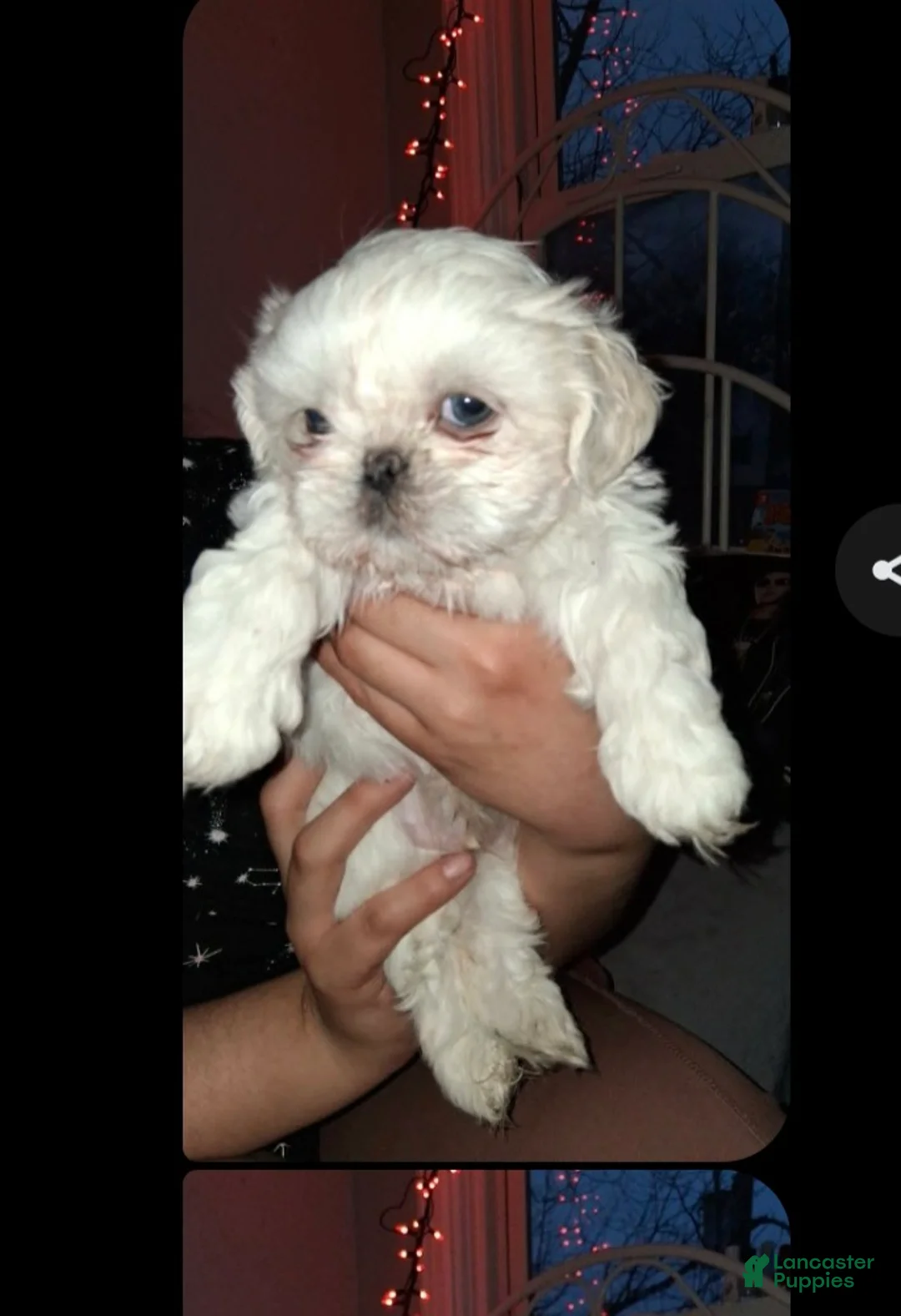 Shih Tzu dogs for sale: Shih Tzu Puppy 1 - Ad 1