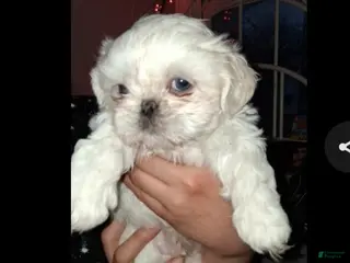 Shih Tzu dogs Shih Tzu Puppy 1 - Ad 9