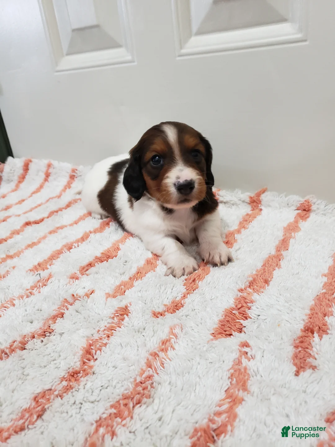 Miniature Dachshund dogs for sale: Rex - Ad 4