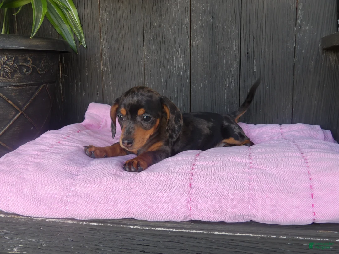 Miniature Dachshund dogs for sale: Roxie - Ad 2