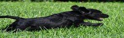 Labradoodle dogs for sale: Jackson - Ad 4