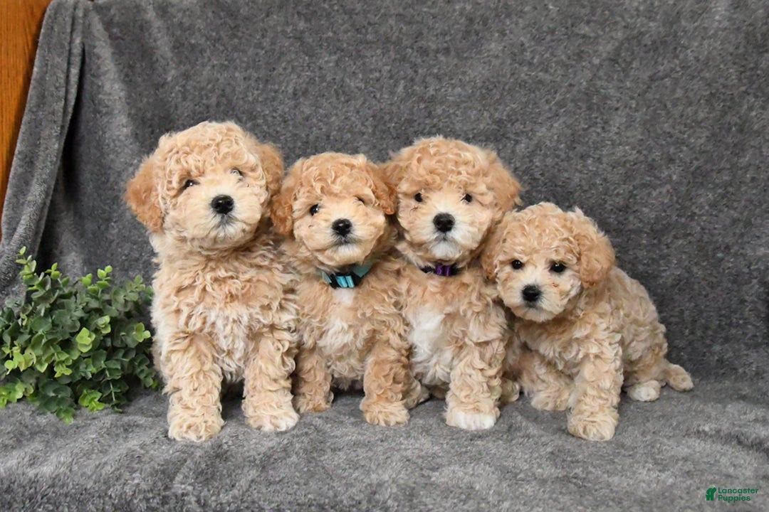 Bichpoo dogs for sale: Twinkles - Ad 5