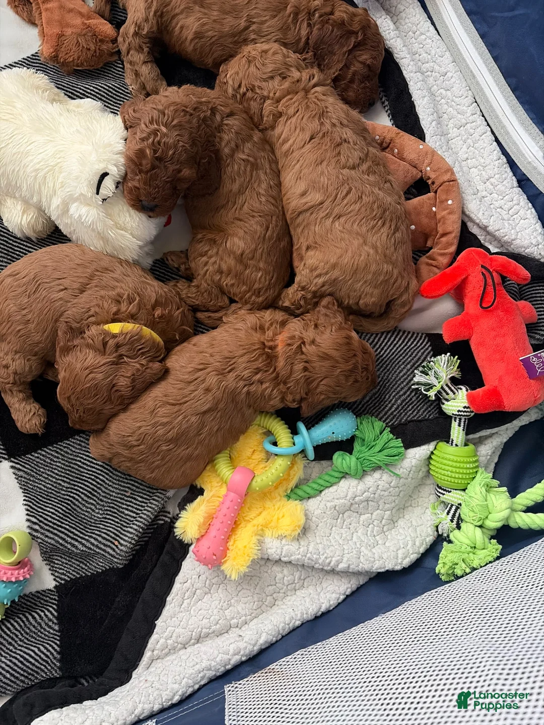 Mini Goldendoodle dogs for sale: Mini Goldendoodle Puppy 4 - Ad 1