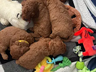 Mini Goldendoodle dogs Mini Goldendoodle Puppy 4 - Ad 36