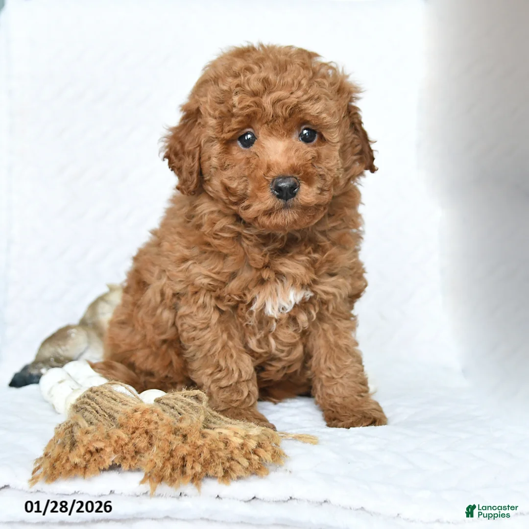 Miniature Poodle dogs for sale: Koda - Ad 1