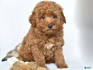Miniature Poodle dogs Koda - Ad 28