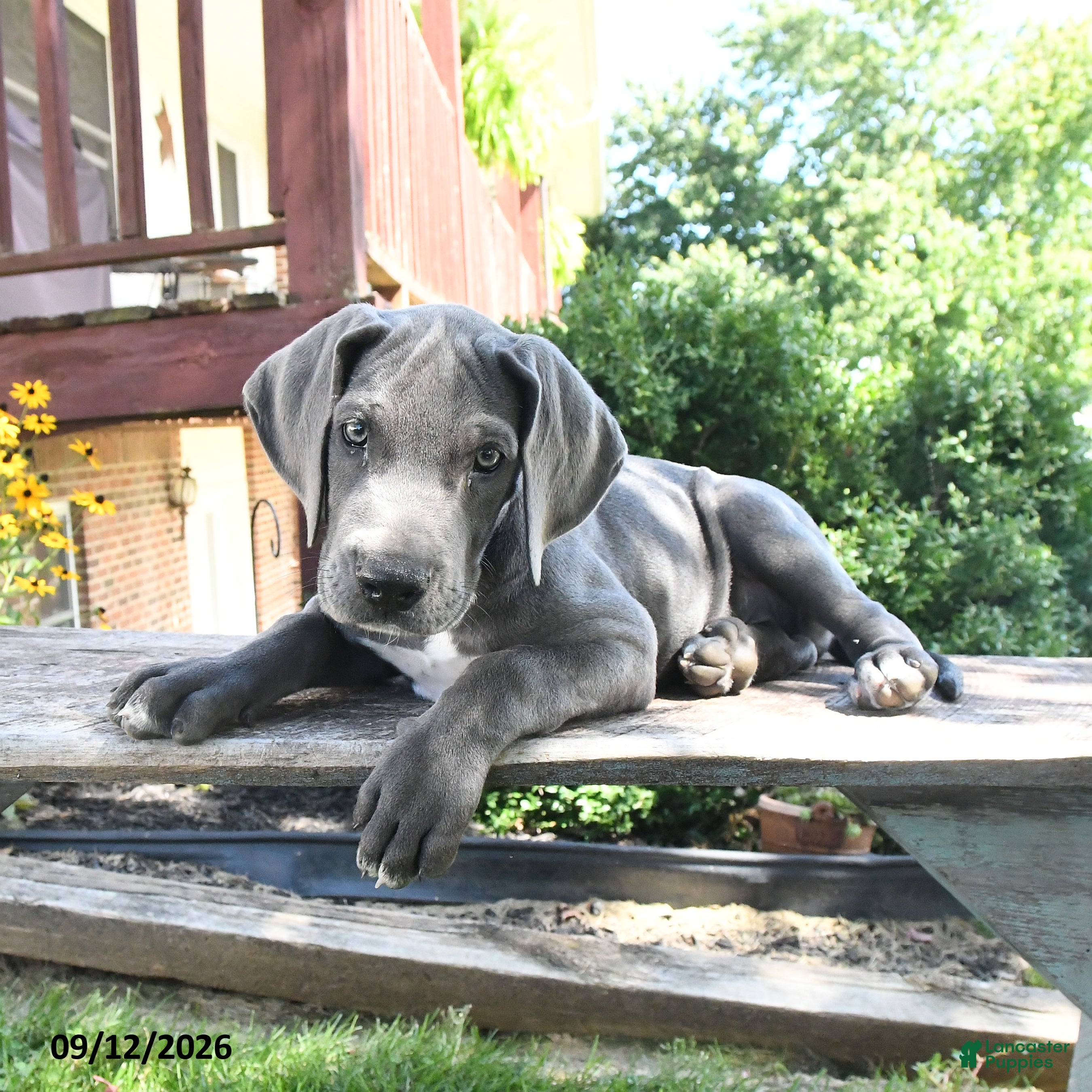 Great Dane dogs Lilly - Ad 2