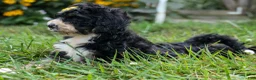 Bernedoodle dogs for sale: Dolly🎀  - Ad 7
