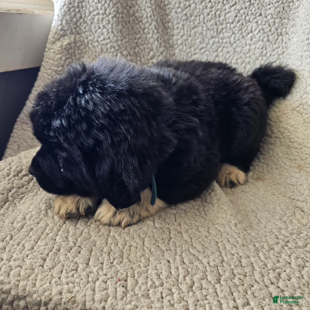 Mixed Breed dogs for sale: Fynn - Ad 3