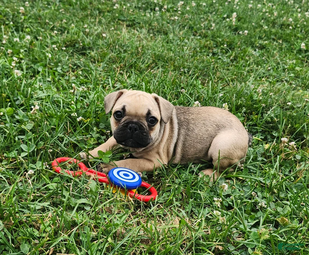French Bulldog dogs Dorah - Ad 1