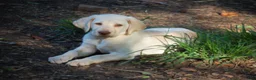 Labrador Retriever dogs for sale: Fille - Ad 2