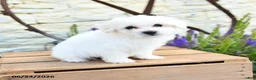 Mixed Breed dogs for sale: Olaf - Ad 3