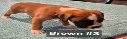 Boxer dogs for sale: Brown #3 - Ad 2