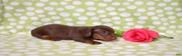 Miniature Dachshund dogs for sale: Wilbur  - Ad 6