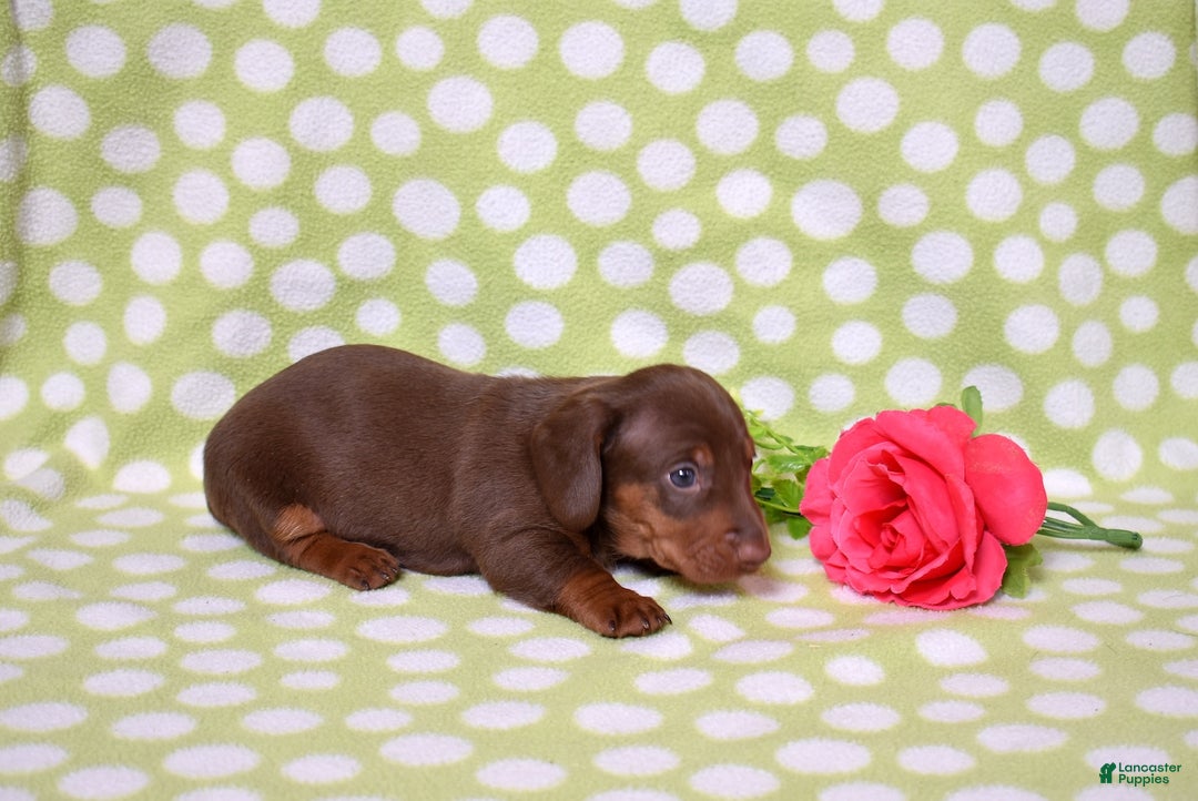 Miniature Dachshund dogs for sale: Wilbur  - Ad 6