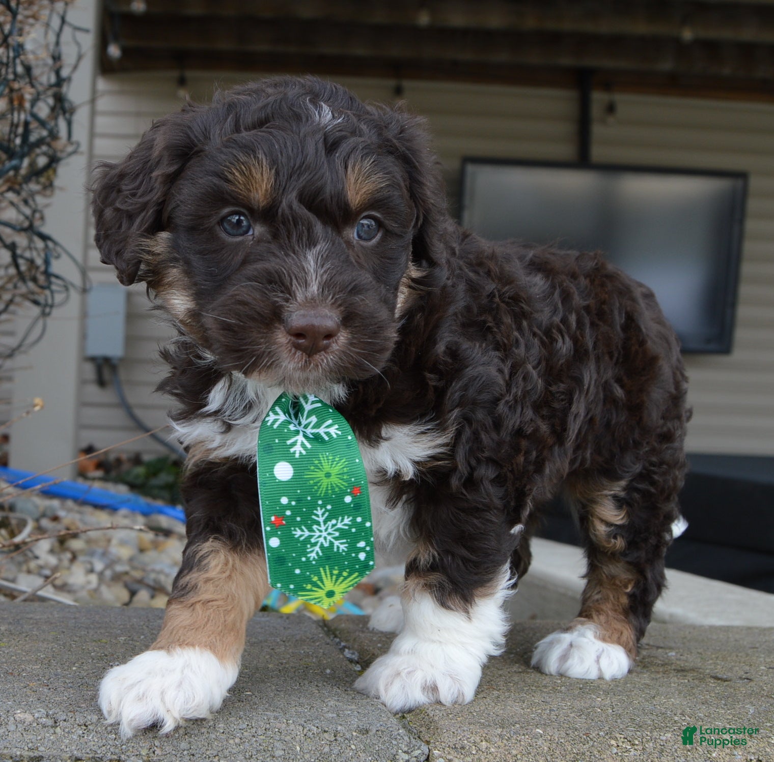 Mini Aussiedoodle dogs Mini Archie - Ad 13
