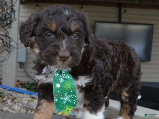 Mini Aussiedoodle dogs Mini Archie - Ad 9