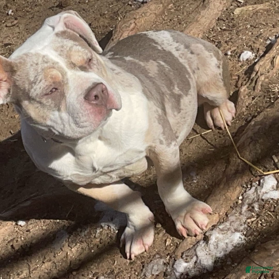 Gallery Image {{count}}