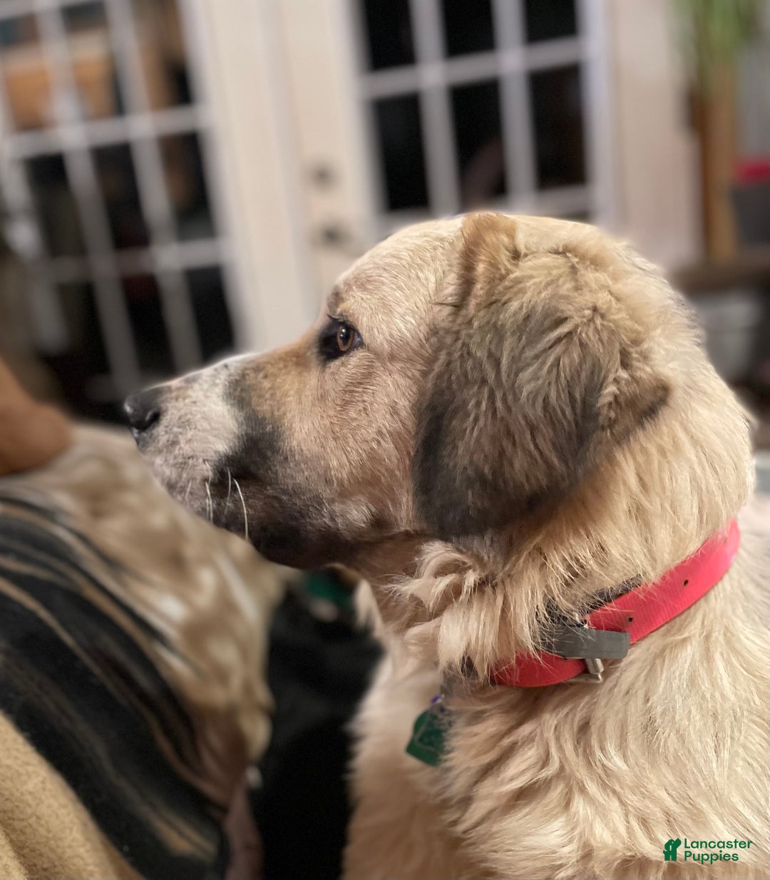 Mixed Breed dogs for sale: Thing - Ad 3