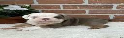 English Bulldog dogs for sale: Sebastian  - Ad 6