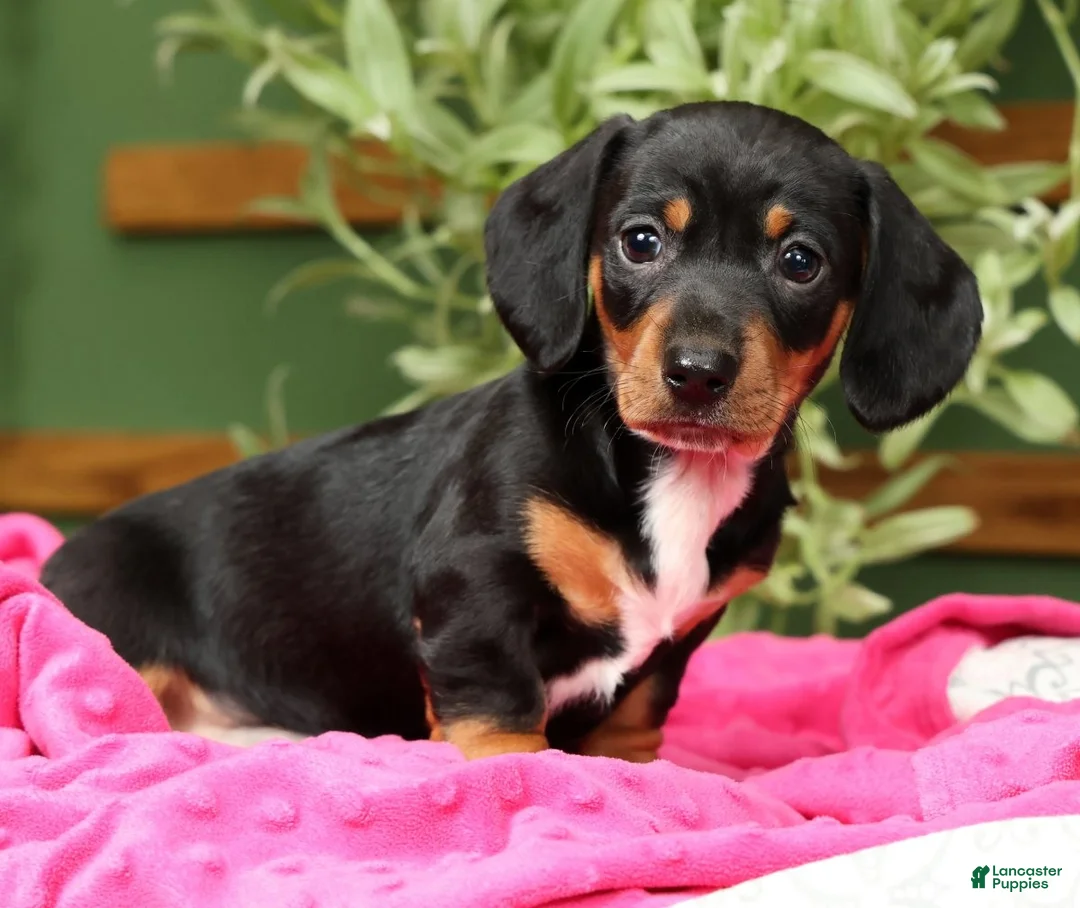 Miniature Dachshund dogs for sale: Sara - Ad 2