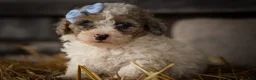 Miniature Poodle dogs for sale: Juno🦴  - Ad 12