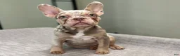 French Bulldog dogs for sale: Misty - Ad 9