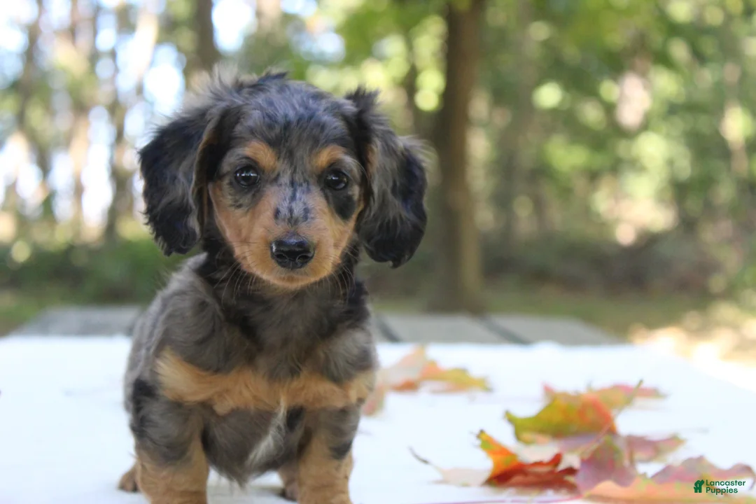 Miniature Dachshund dogs for sale: Skylar - Ad 1