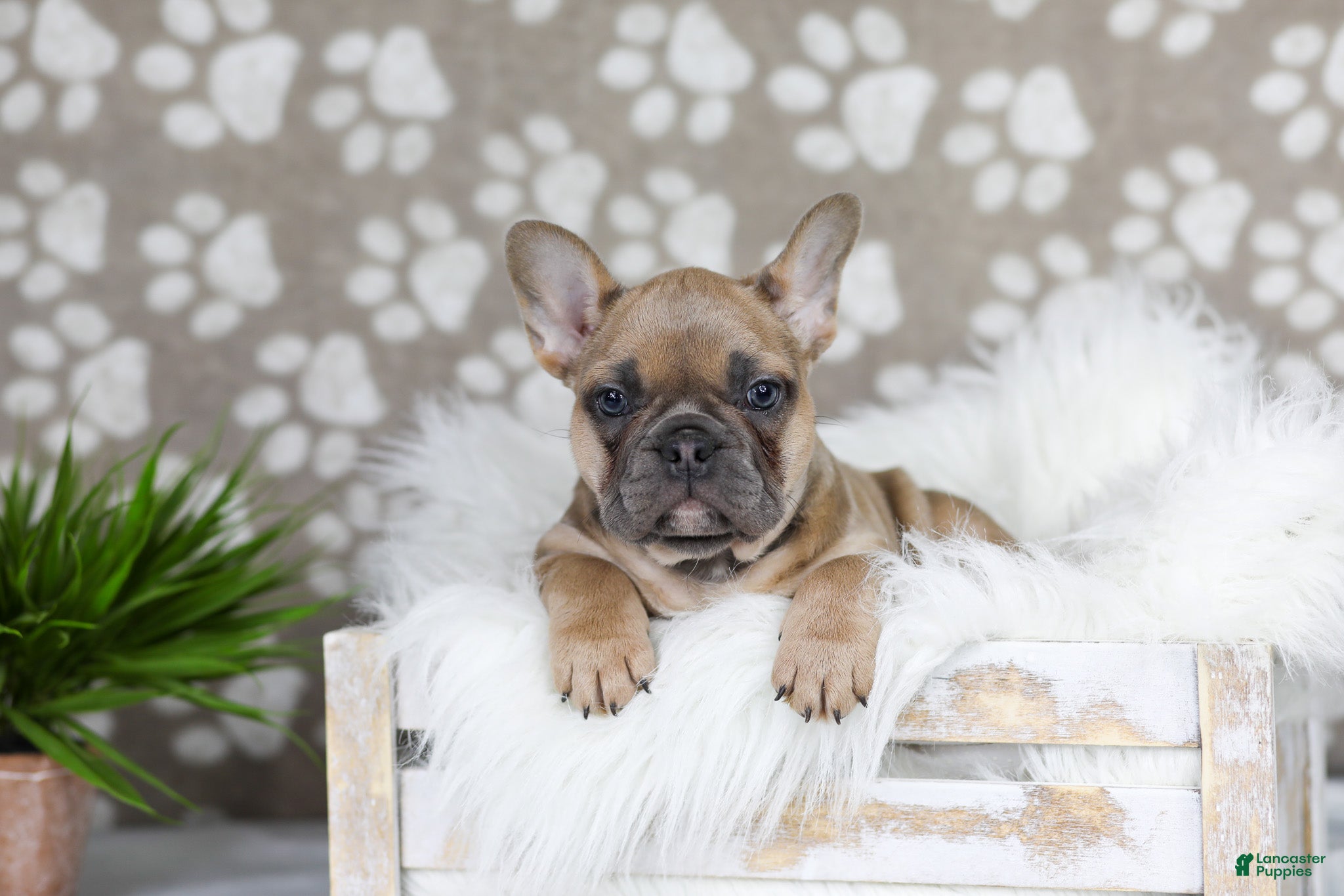 French Bulldog dogs Golden Gem - Ad 1