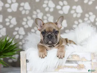 French Bulldog dogs for sale: Golden Gem - Ad 2