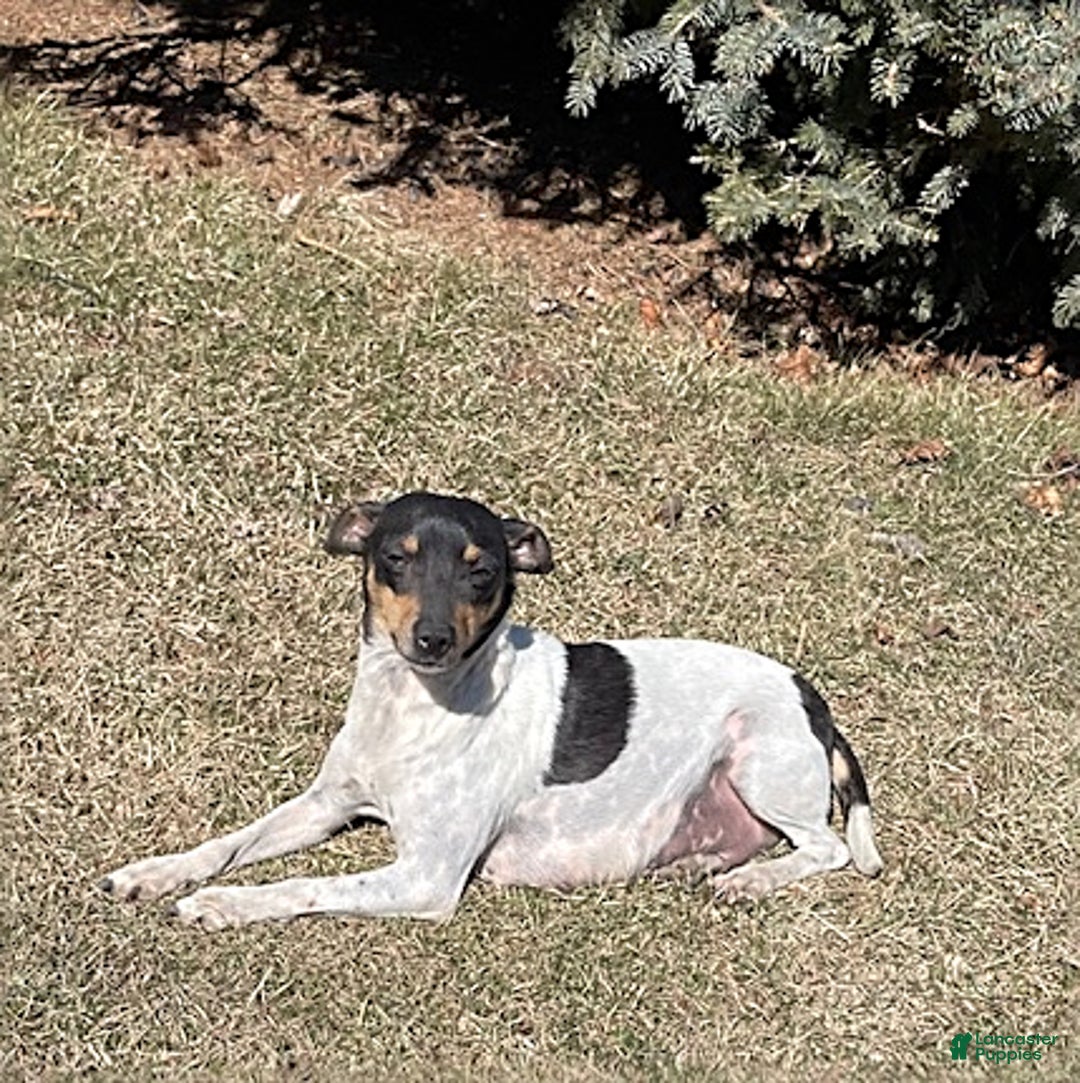 Rat Terrier dogs for sale: Marley - Ad 4